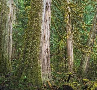 Glacier Peak Wilderness, Washington