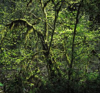 Close view of tangled green tree branches in Mt. Baker-Snoqualmie National Forest, Washington