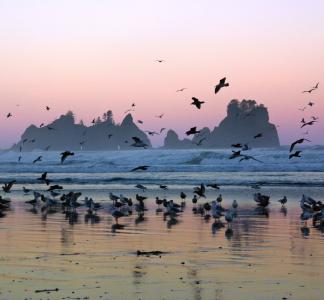 birds flying in olympic