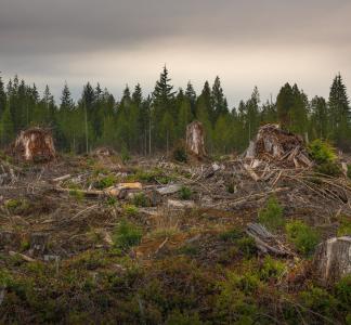 Stumps and felled trees in foreground, forest in background, cloudy sky 