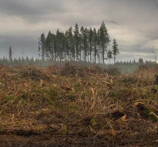 Clearcutting from logging operations.