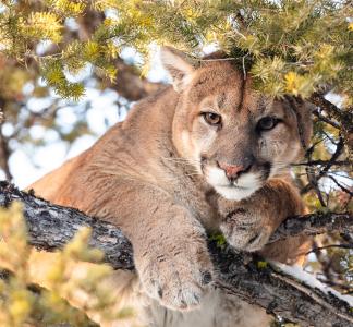 Cougar perched on tree branches, surrounded by pine needles