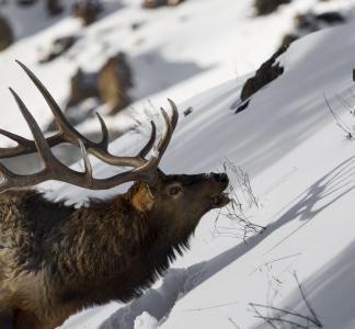 Elk climbing snowy incline, Yellowstone National Park, Wyoming