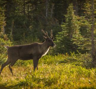 Antlered caribou standing in sunlit open clearing with lush forest in the background 