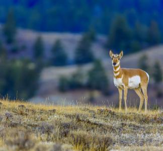 Pronghorn in Yellowstone National Park, WY