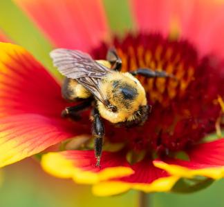 Bumblebee perched on a bright red flower with yellow-fringed petals