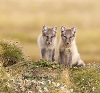 Arctic Fox