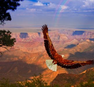 eagle flying over grand canyon