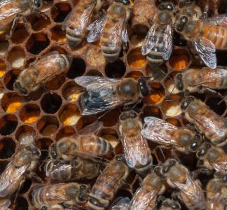 Honey bees clustered on a honeycomb, viewed from overhead