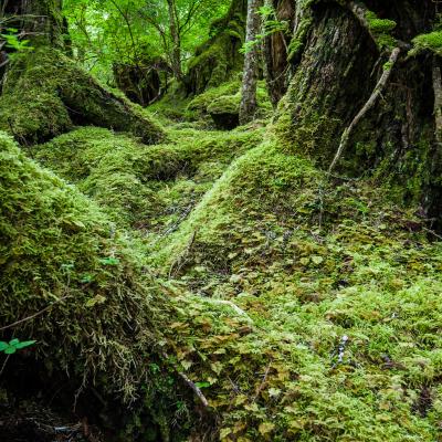 Tongass National Forest, Alaska