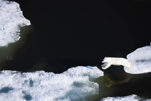 Polar bear in the Arctic Ocean