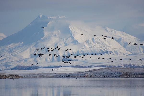 Birds flying over Izembek National Wildlife Refuge, Alaska