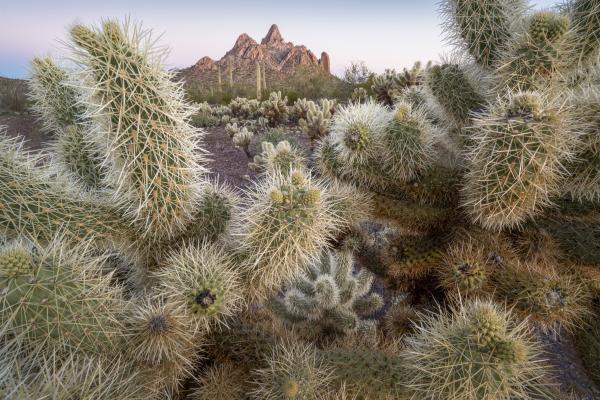 Cacti in Cuerda de Lena ACEC, AZ