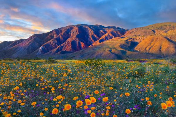 California's Anza Borrego Desert State Park is famous for its wildflowers
