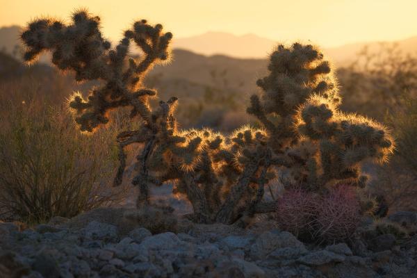 Silurian Valley, California.