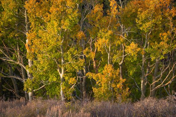 Stanislaus National Forest, California.