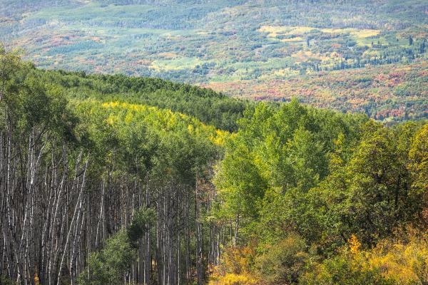 Fall foliage in North Fork Valley, Colorado.