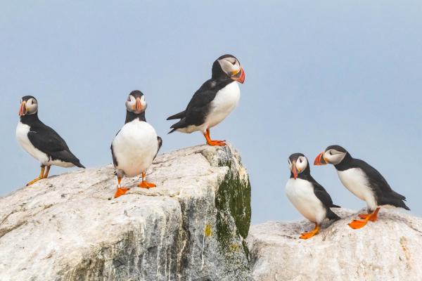 Puffins in Maine Coastal Islands National Wildlife Refuge, Maine.