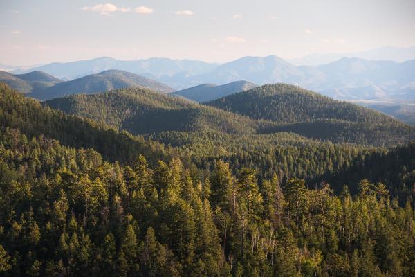 Cibola National Forest, New Mexico.