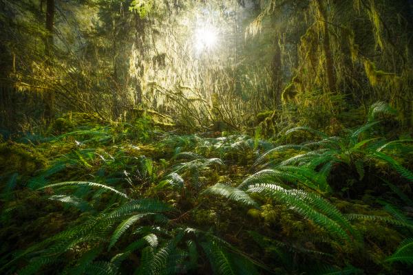 Olympic National Forest, Washington.