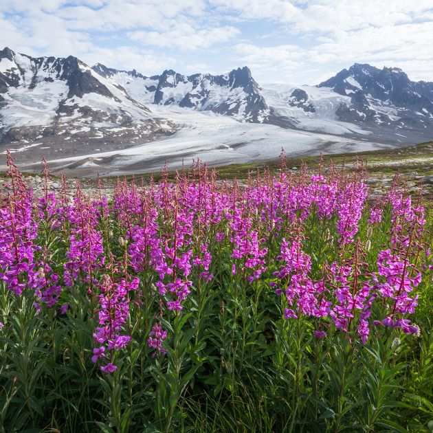 Wildflowers with snowy capped mountains in the background