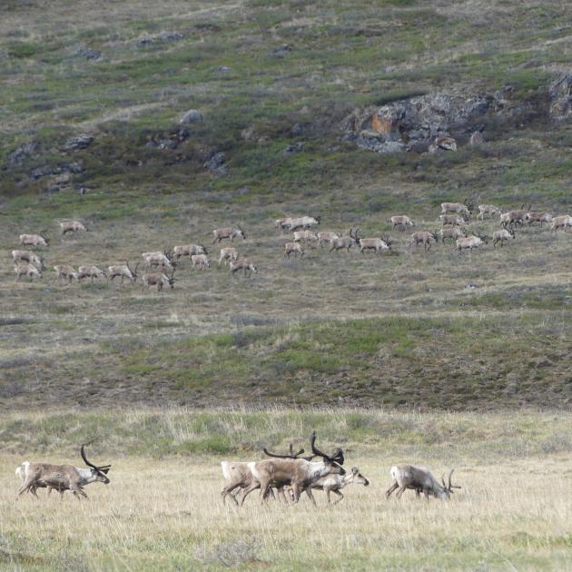caribou migration
