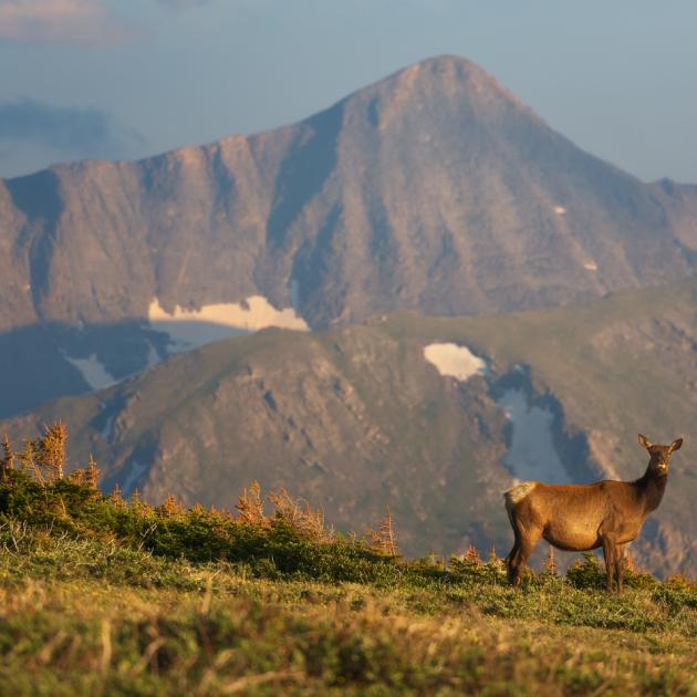 Rocky Mountain