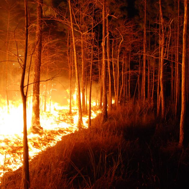 Fire burning in dark forest