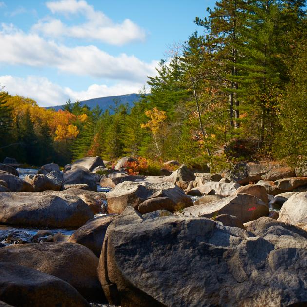 Maine Woods