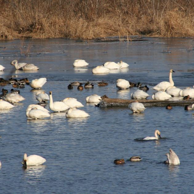 White swans on a body of water surrounded by tall grass