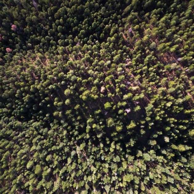 Distant aerial overhead view of numerous green trees in Santa Fe National Forest, New Mexico