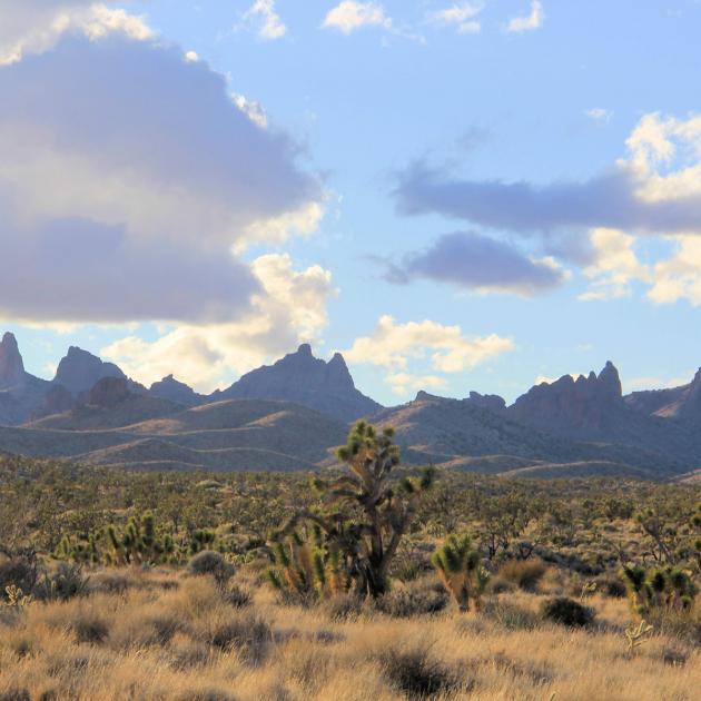 Clouds over Joshua trees and other desert plant life with silhouetted mountains in the background