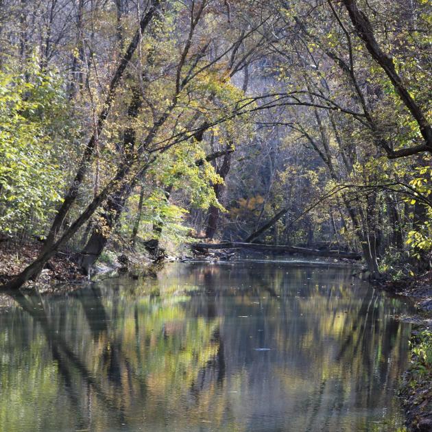 Sparse trees bowed over a small creek in a forest, Wayne National Forest, Ohio