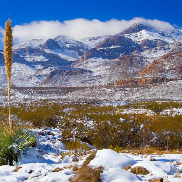 Mountainous landscape with desert plants in foreground, all dusted with snow
