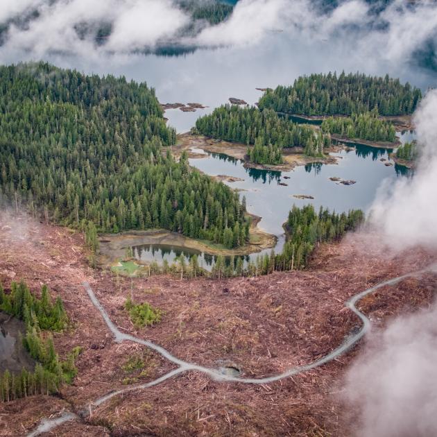 Aerial view of partially logged patches of forest 