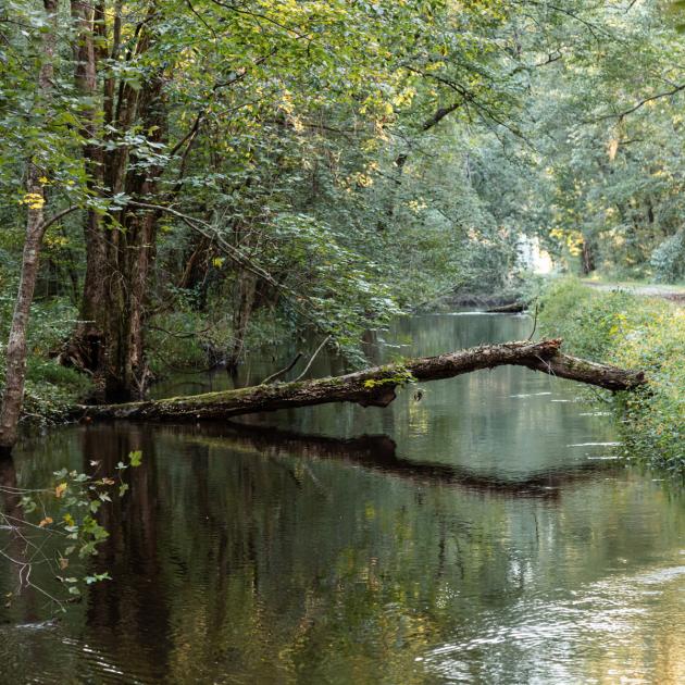 Verdant scene of plantlike and trees next to a creek