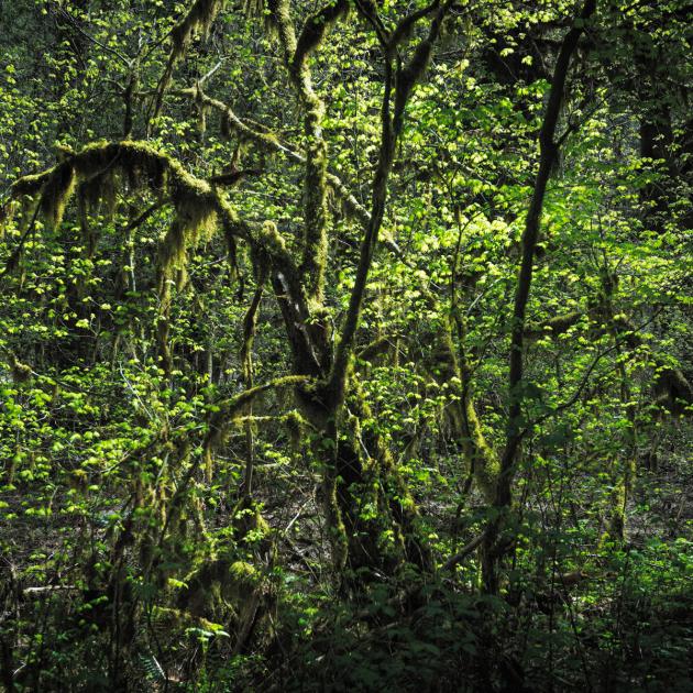 Close view of tangled green tree branches in Mt. Baker-Snoqualmie National Forest, Washington