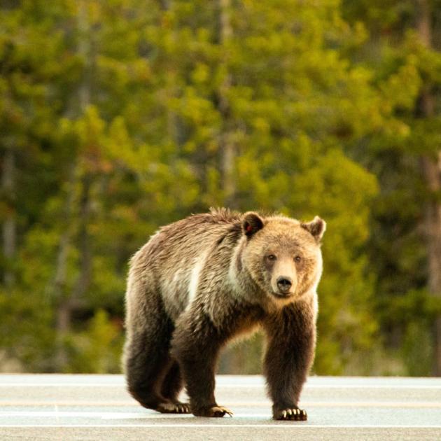 Grizzly Bear cross road