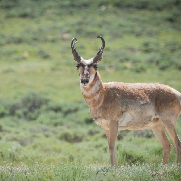 Pronghorn, Northern Red Desert, Wyoming