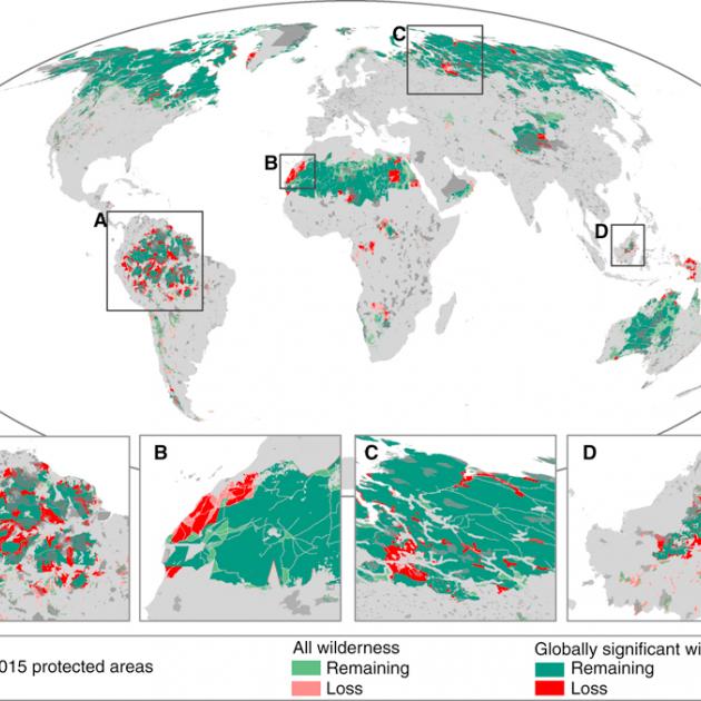 Change in the Distribution of Wilderness and Globally Significant Wilderness Areas since the Early 1990s