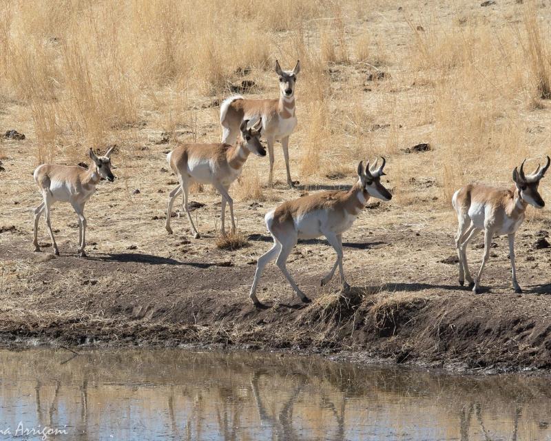Pronghorns in Sonoita, AZ