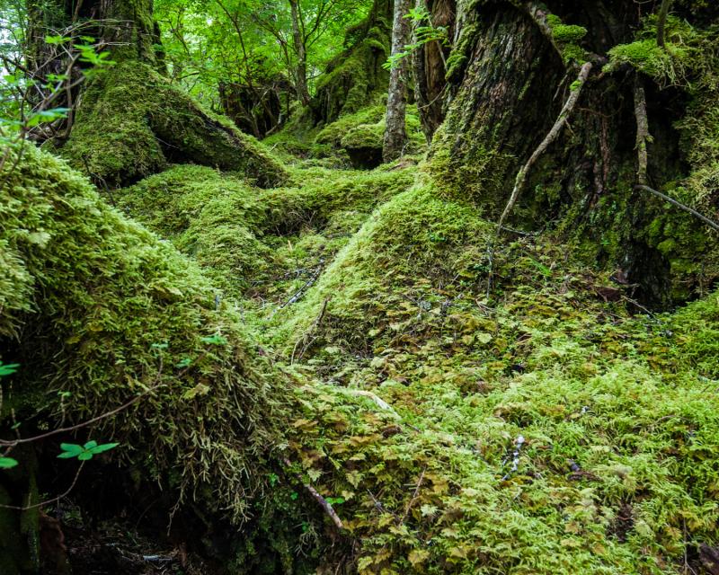 Tongass National Forest, Alaska