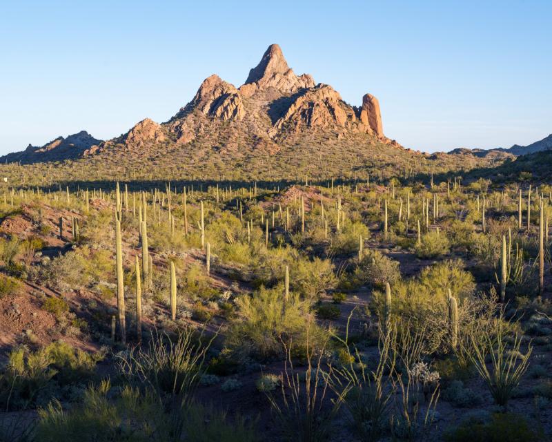 Sunlit mountain in desert landscape with cactuses and other plants in the mid- and foreground