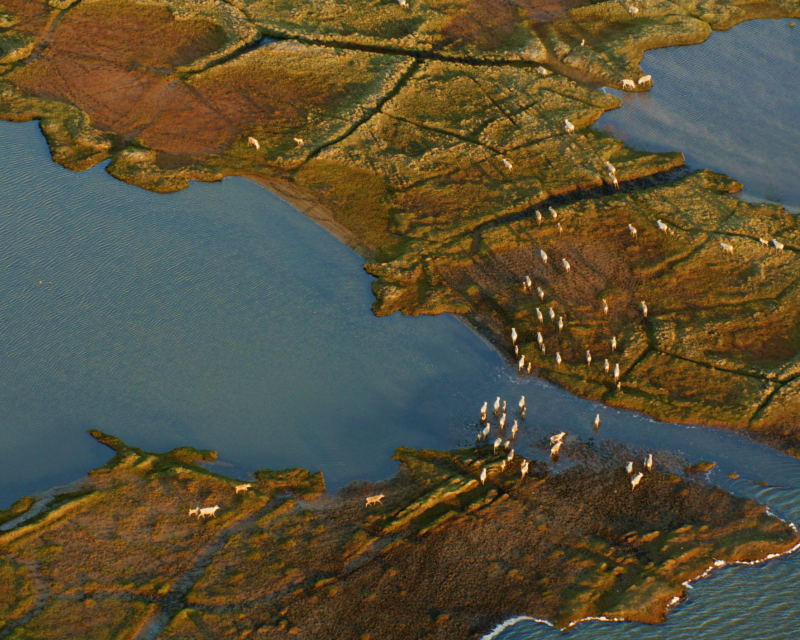 Aerial photo of a caribou migration over land and water in the western arctic