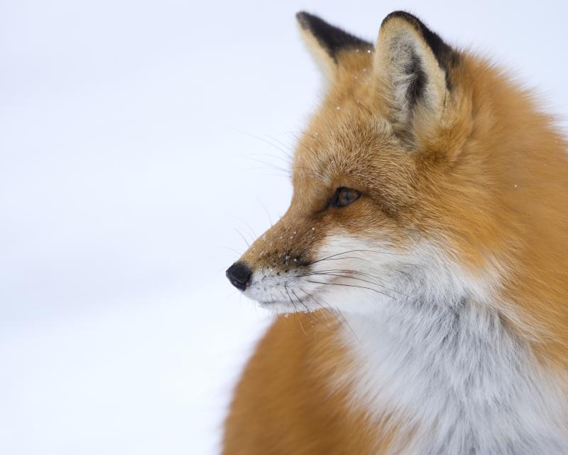 Fox