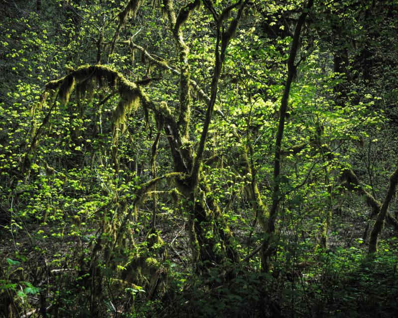Close view of tangled green tree branches in Mt. Baker-Snoqualmie National Forest, Washington