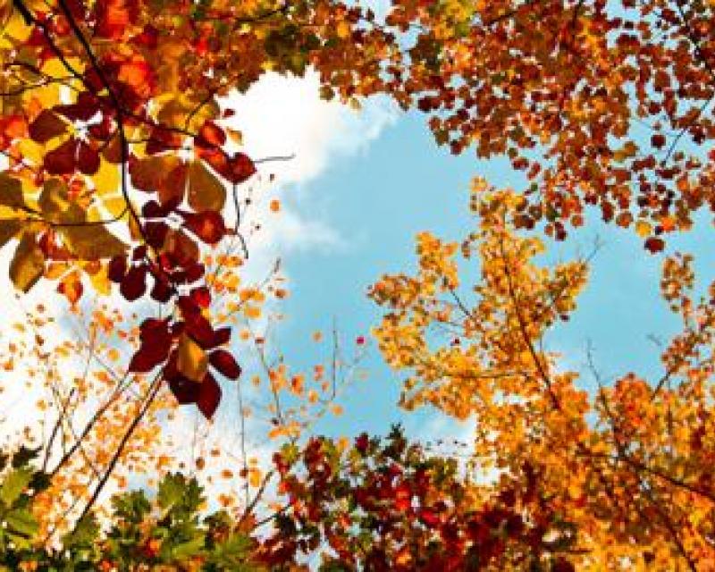 Fall Trees in Pisgah National Forest, North Carolina
