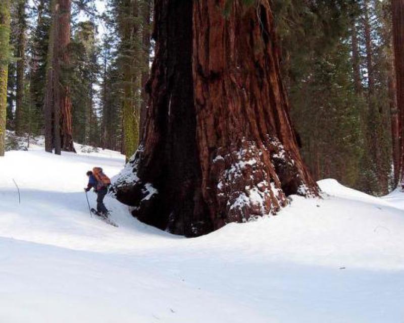 A Snowshoer enjoys winter recreation in Mariposa Grove, Yosemite National Park.