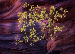 Kanarra Canyon, Utah 